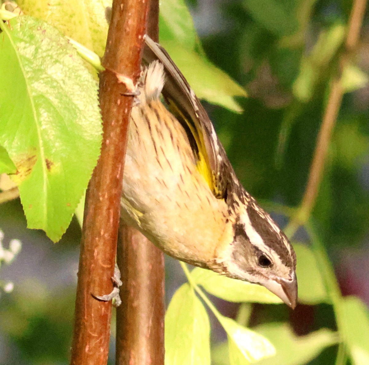 Black-headed Grosbeak - ML639042827