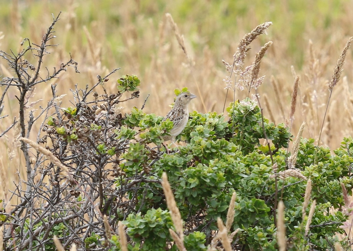 Grasshopper Sparrow - ML639042839