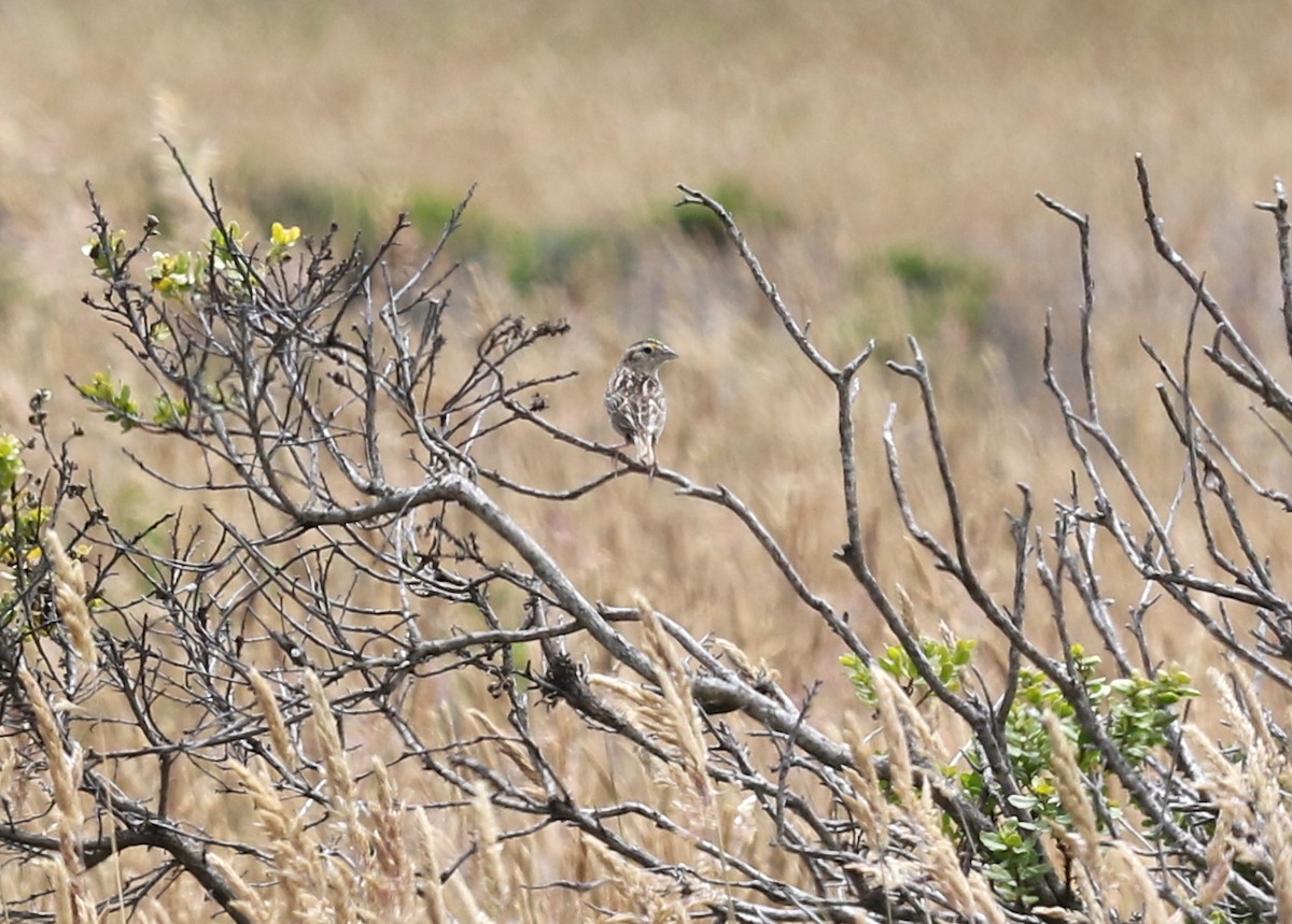 Grasshopper Sparrow - ML639042845