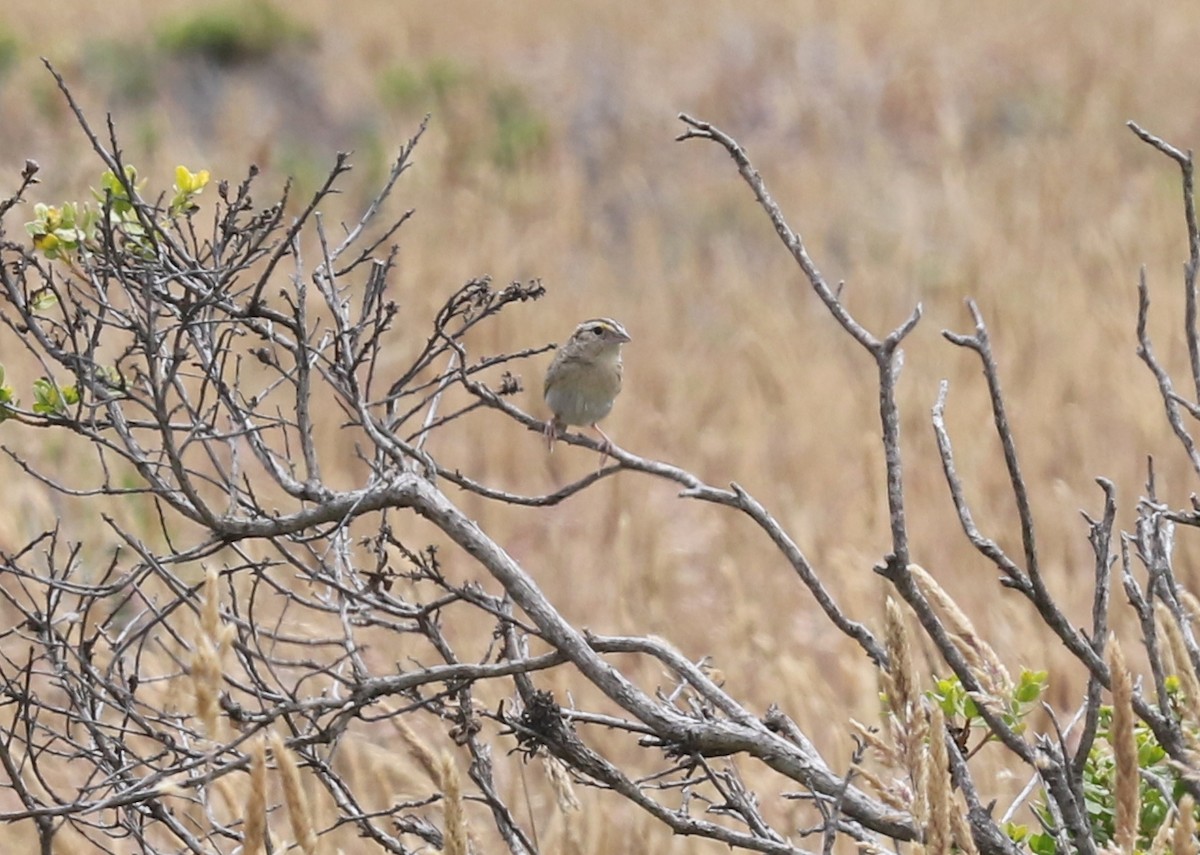 Grasshopper Sparrow - ML639042848