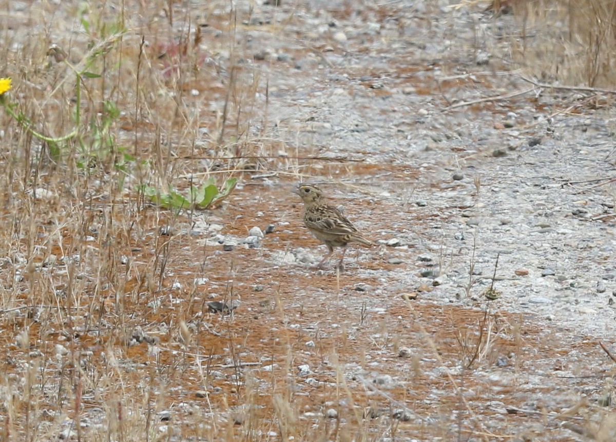 Grasshopper Sparrow - ML639042851