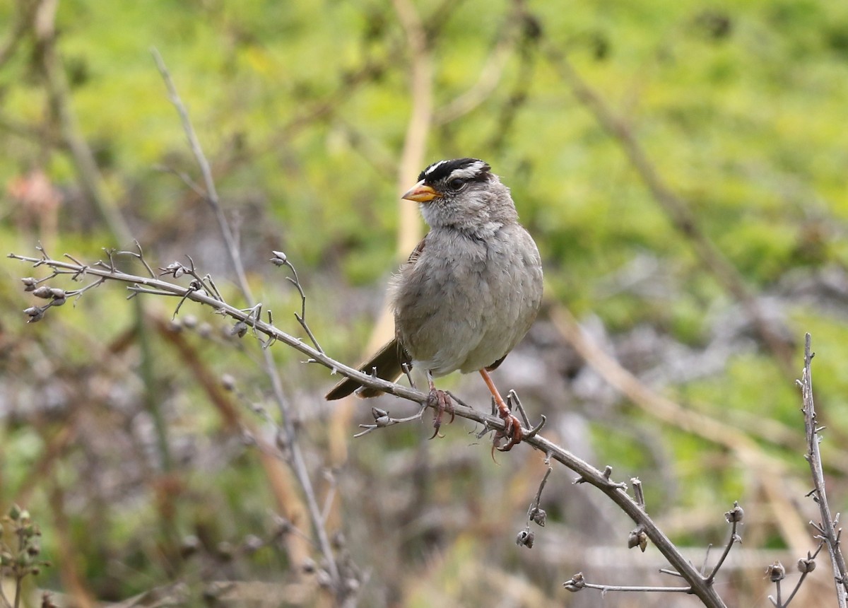 White-crowned Sparrow (nuttalli) - ML639042860