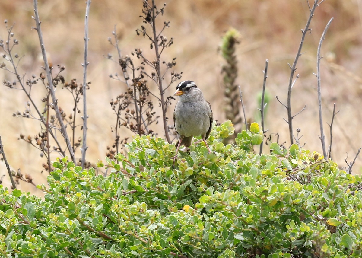 White-crowned Sparrow (nuttalli) - ML639042863