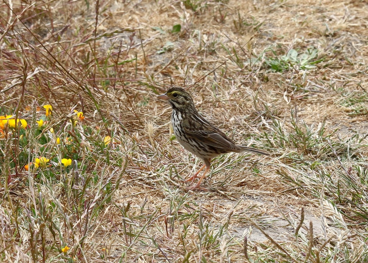 稀樹草鵐 - ML639042866