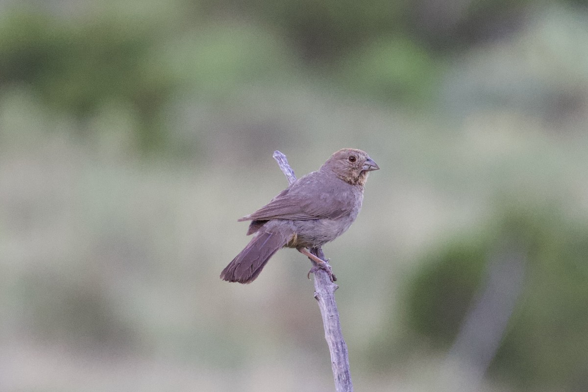 Canyon Towhee - ML639042899