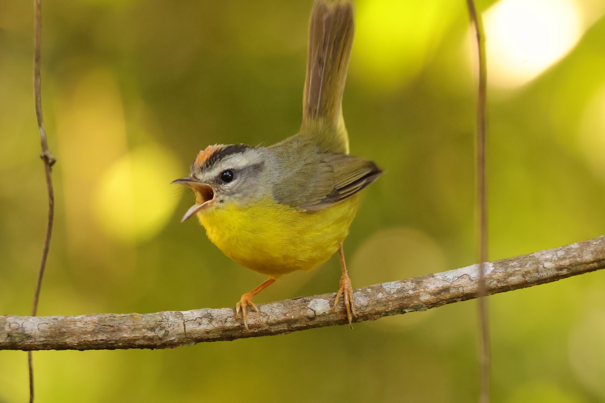 Golden-crowned Warbler - ML639043021