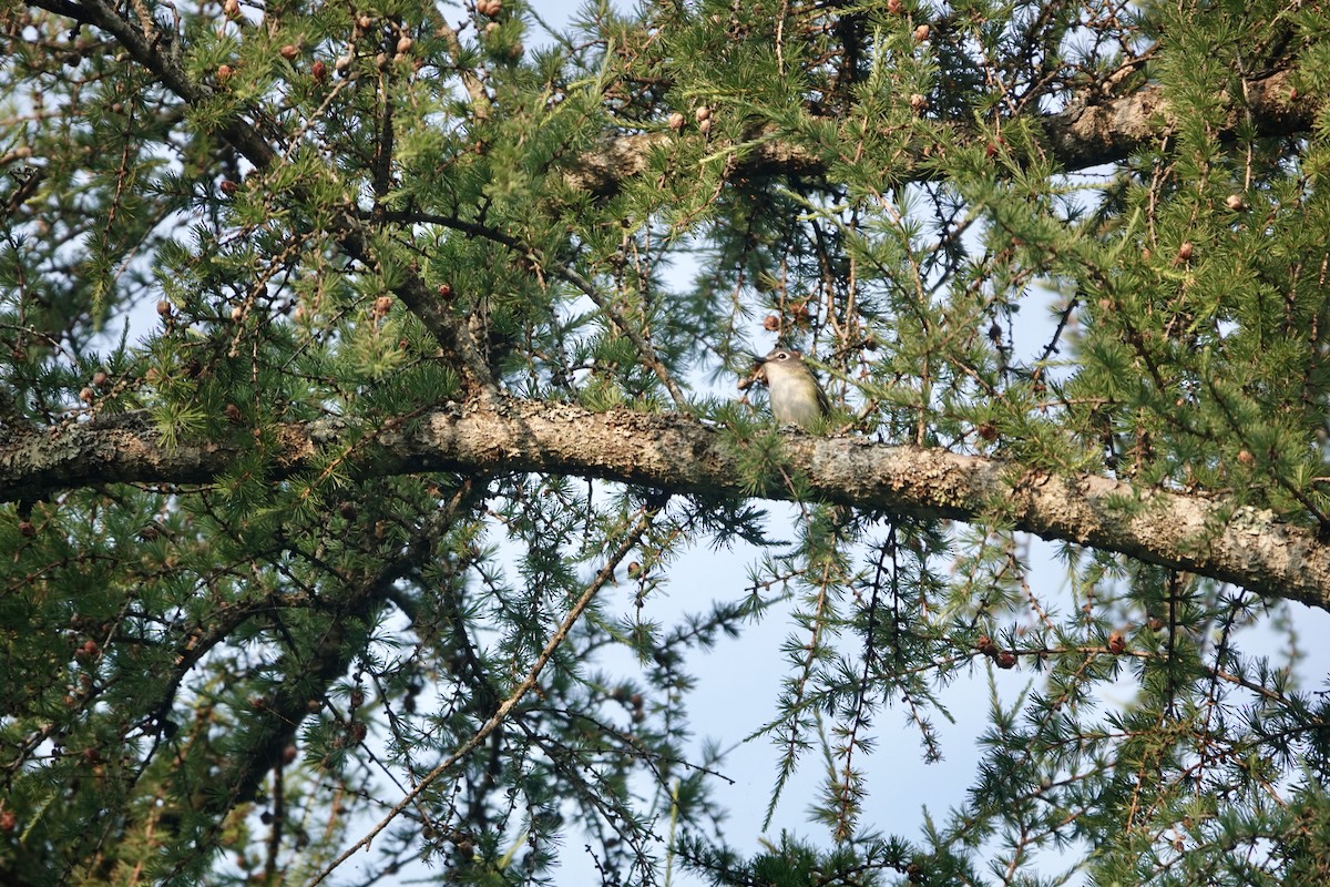 Blue-headed Vireo - ML639043053