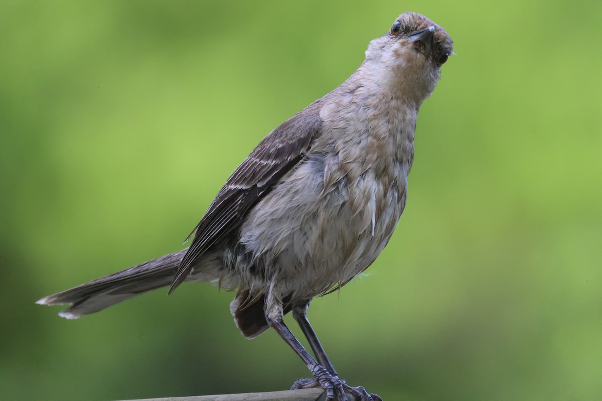 Tropical Mockingbird - ML639043090