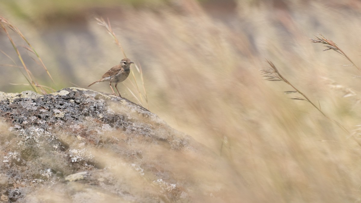 Pipit de Berthelot - ML639043213
