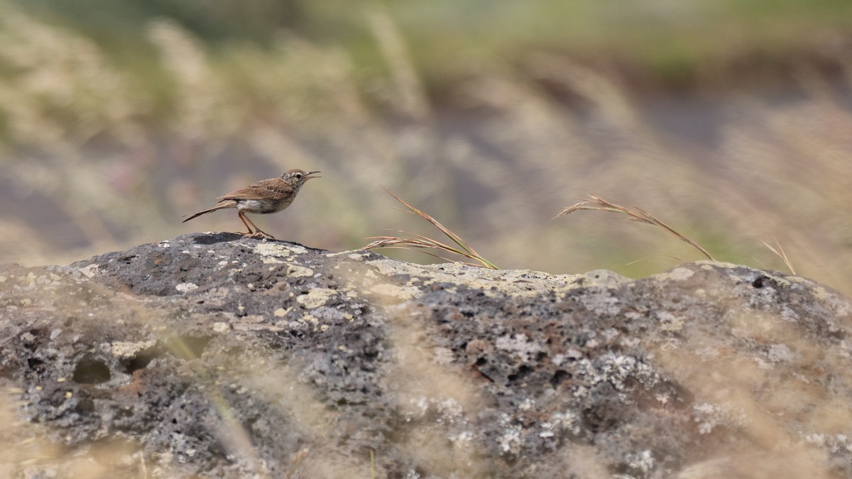 Pipit de Berthelot - ML639043214