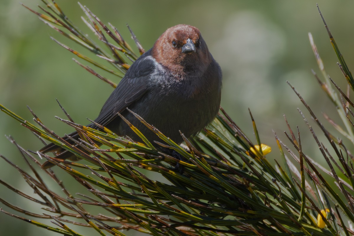Brown-headed Cowbird - ML639043225