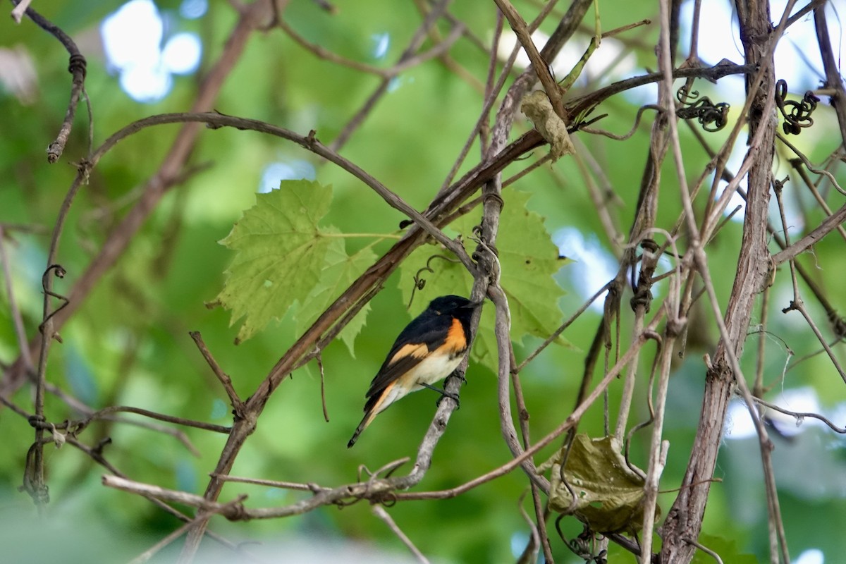 American Redstart - ML639043253