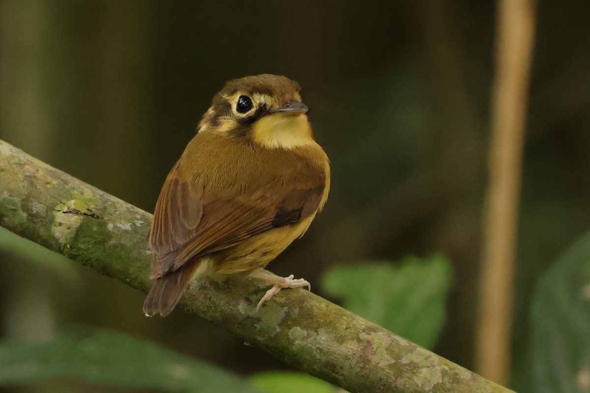White-throated Spadebill - ML639043321
