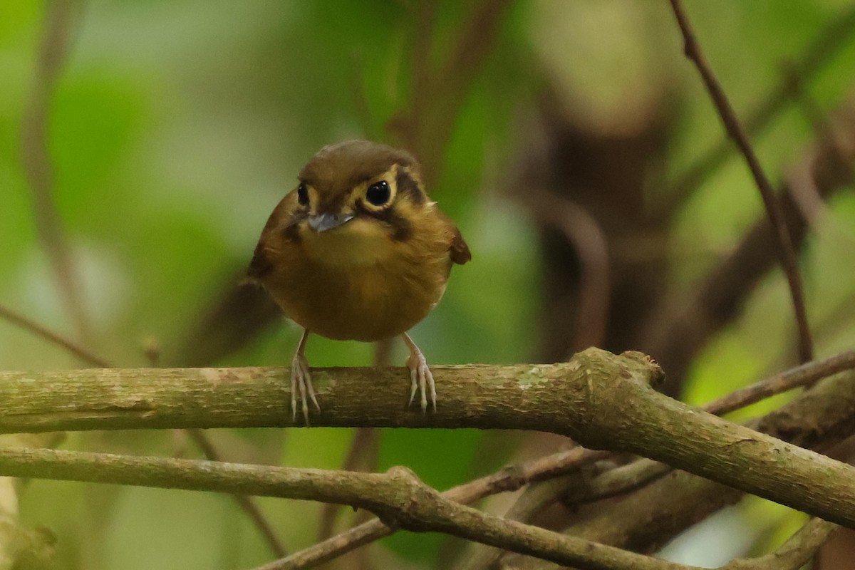 White-throated Spadebill - ML639043322
