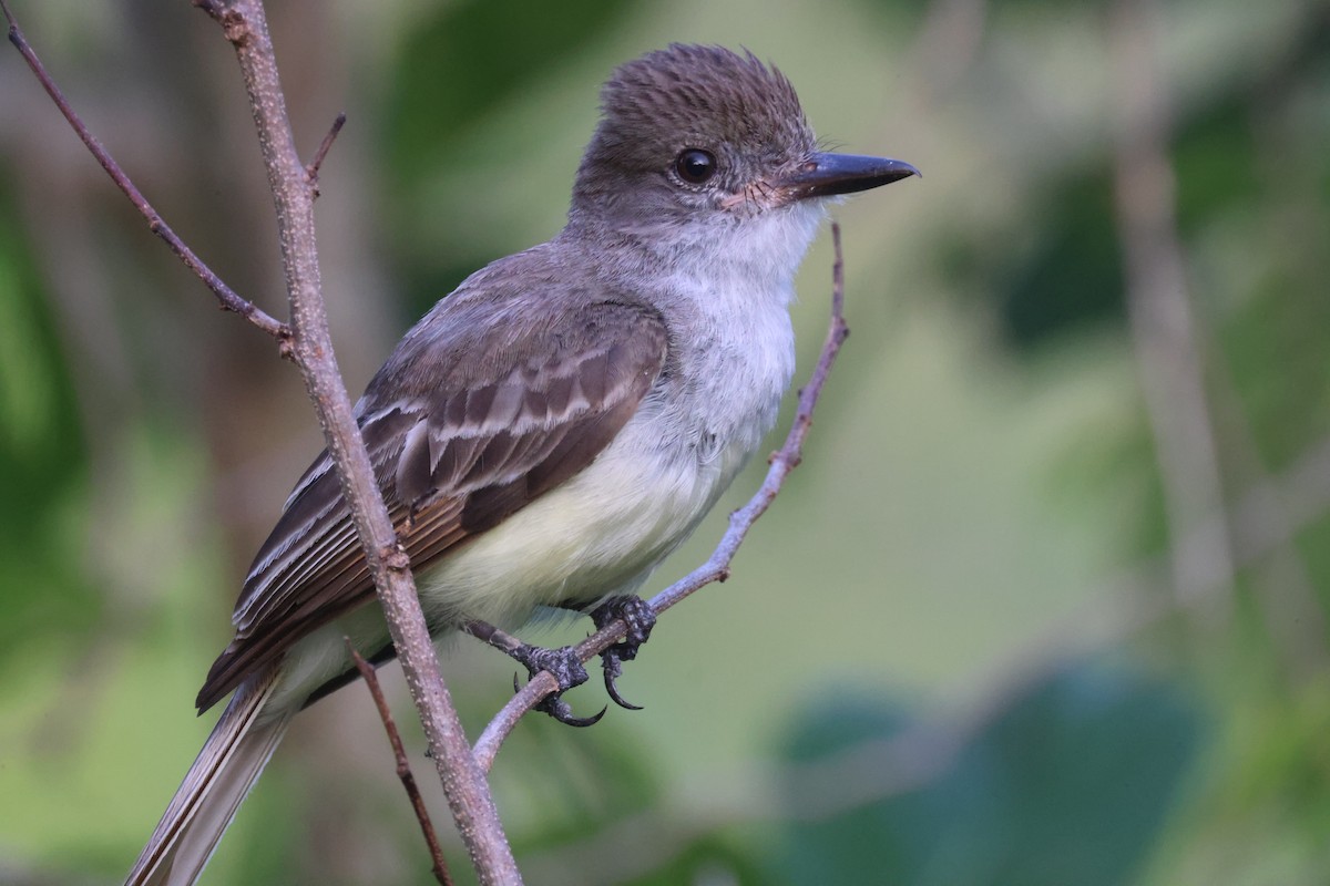 Grenada Flycatcher - ML639043373
