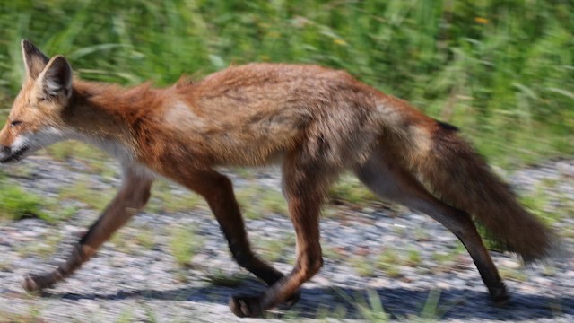 Red Fox - ML639043397