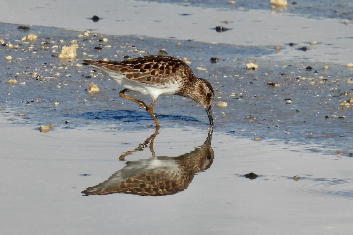 Least Sandpiper - ML639043414