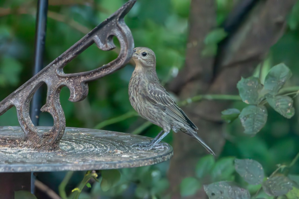 Brown-headed Cowbird - ML639043429