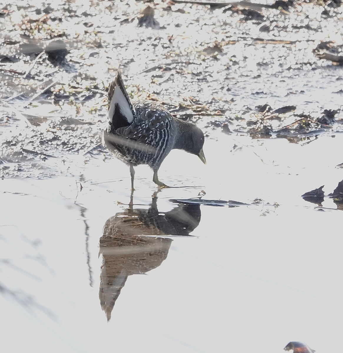 Australian Crake - ML639043458