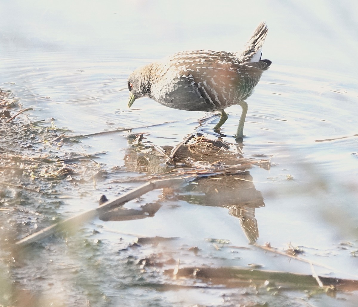 Australian Crake - ML639043459