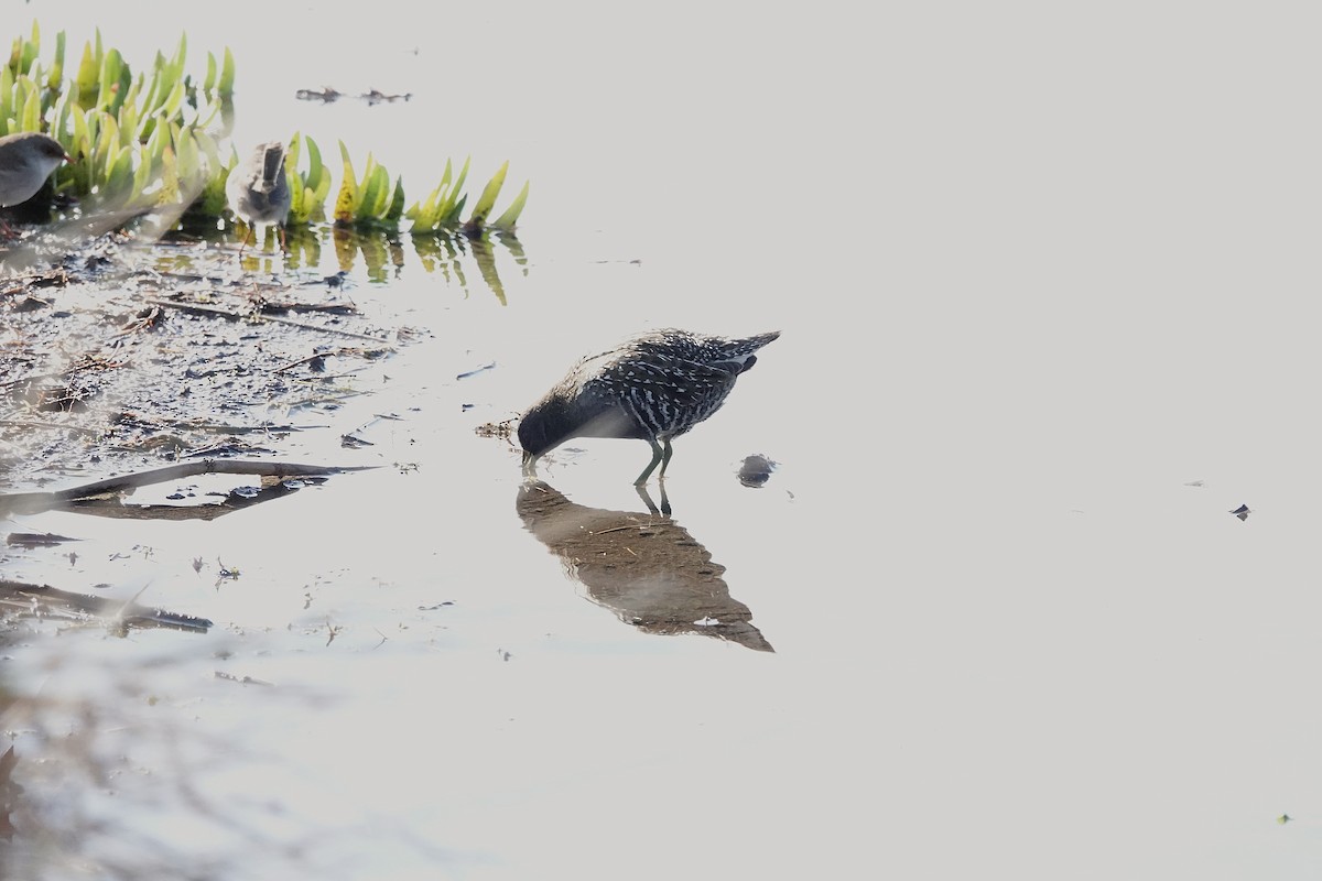 Australian Crake - ML639043460