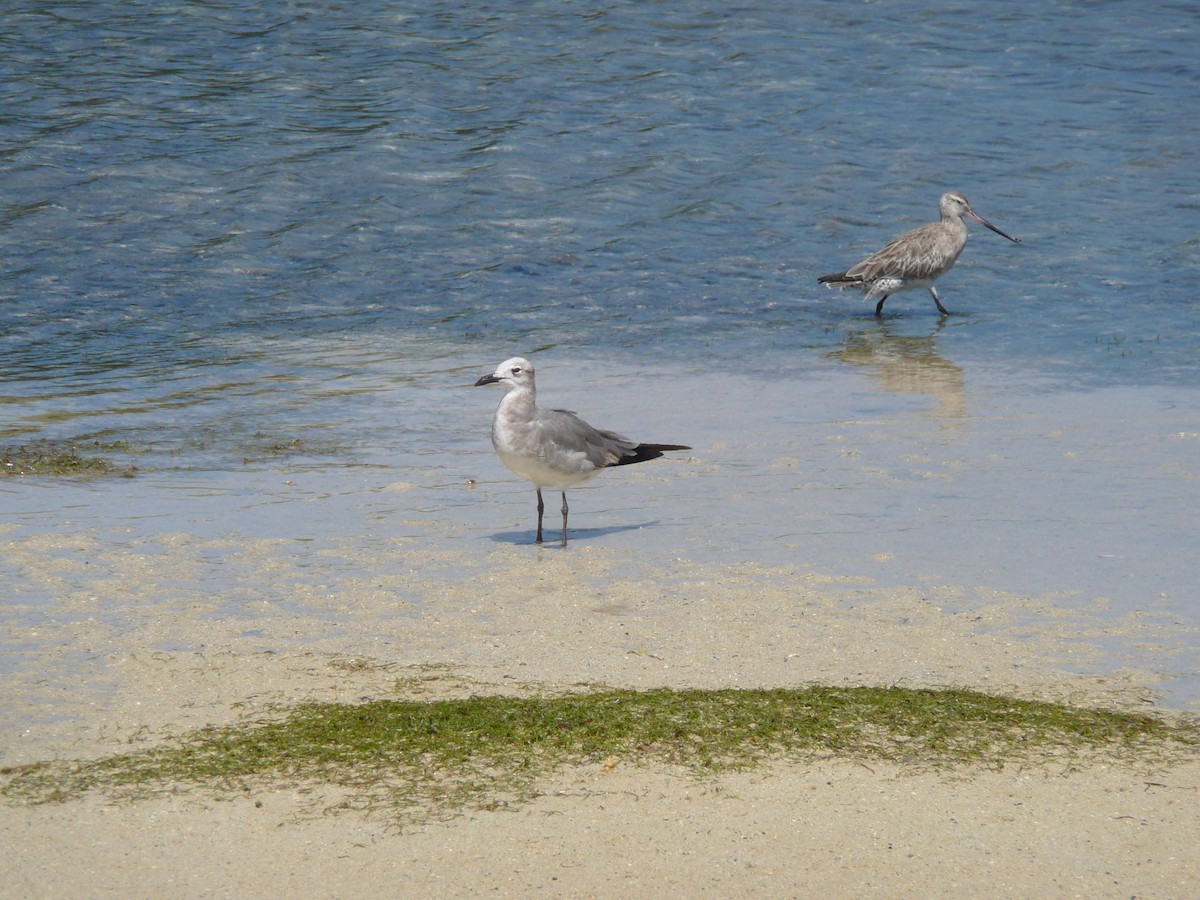 Laughing Gull - ML639043467