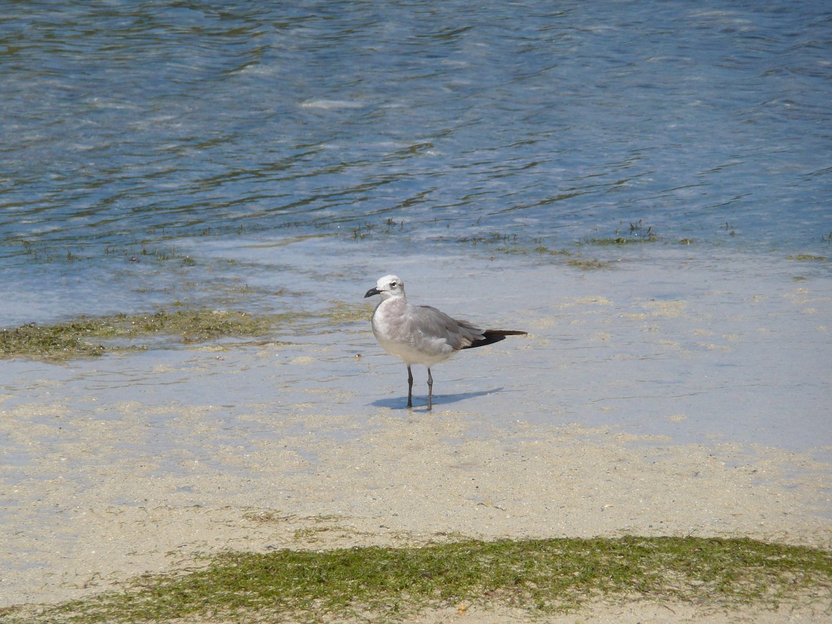 Laughing Gull - ML639043491