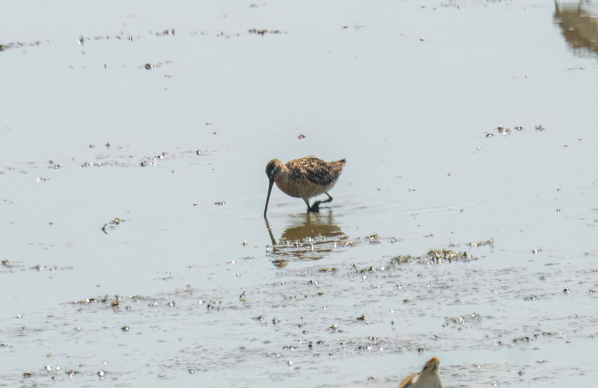 Moorschlammläufer - ML639043504