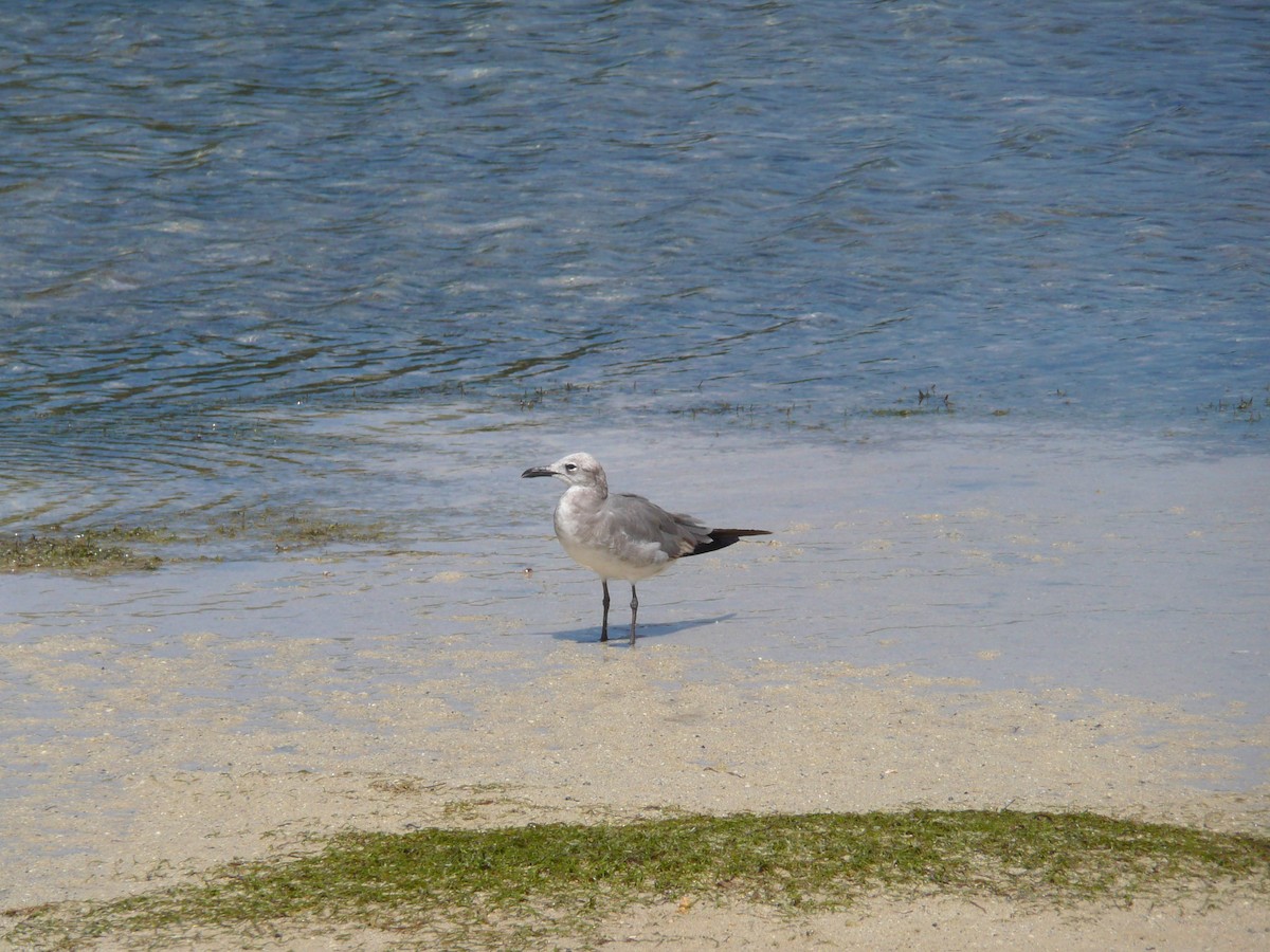 Laughing Gull - ML639043514