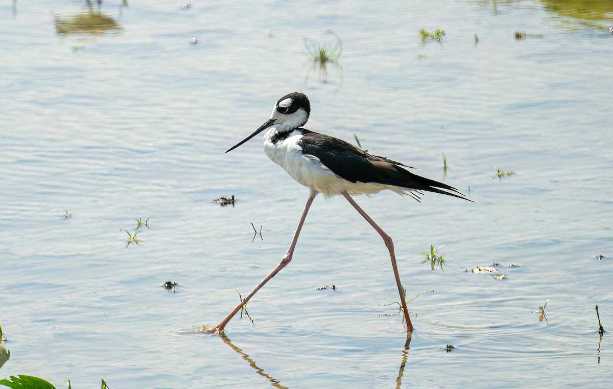 Schwarznacken-Stelzenläufer - ML639043521
