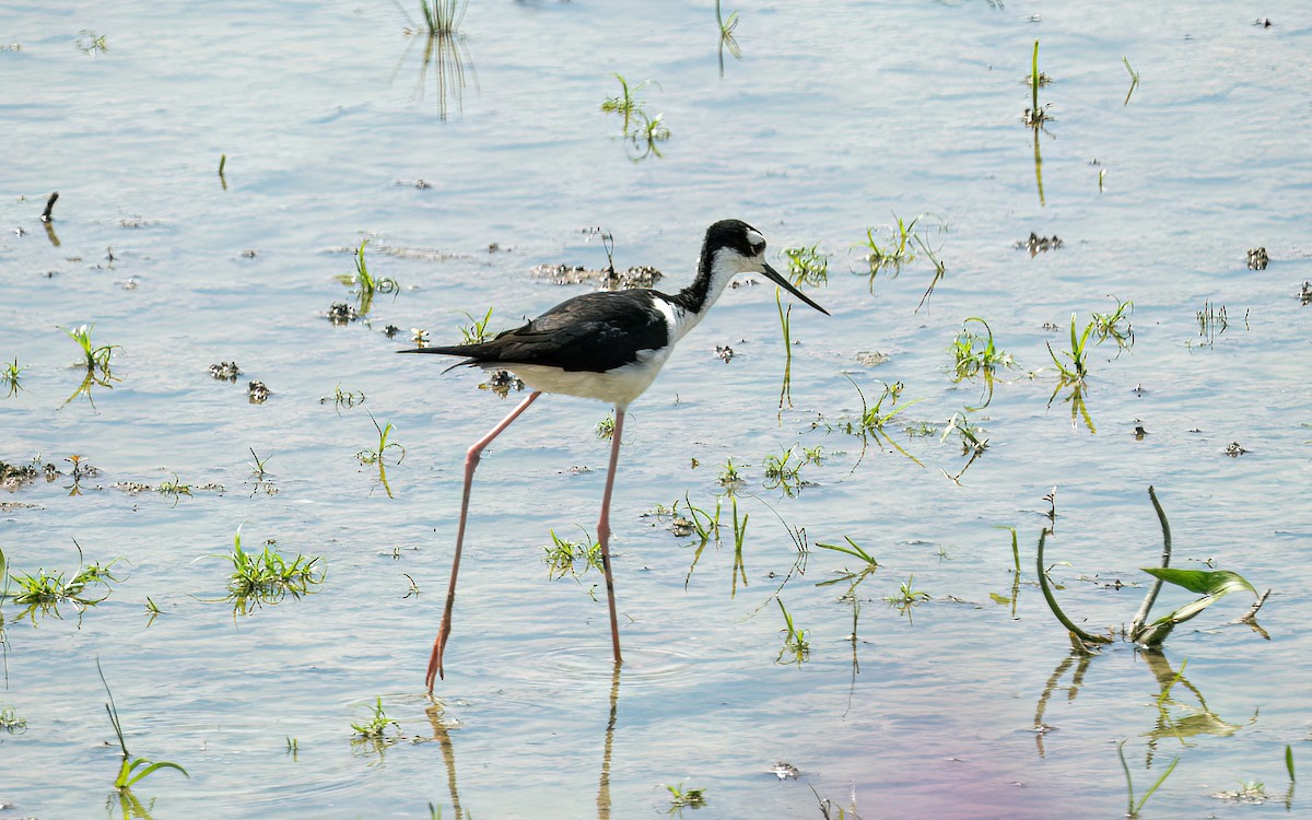 Schwarznacken-Stelzenläufer - ML639043522