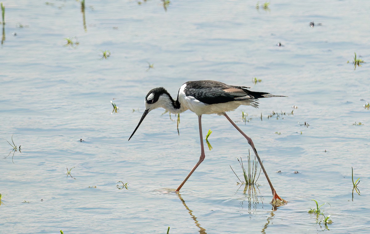 Schwarznacken-Stelzenläufer - ML639043523