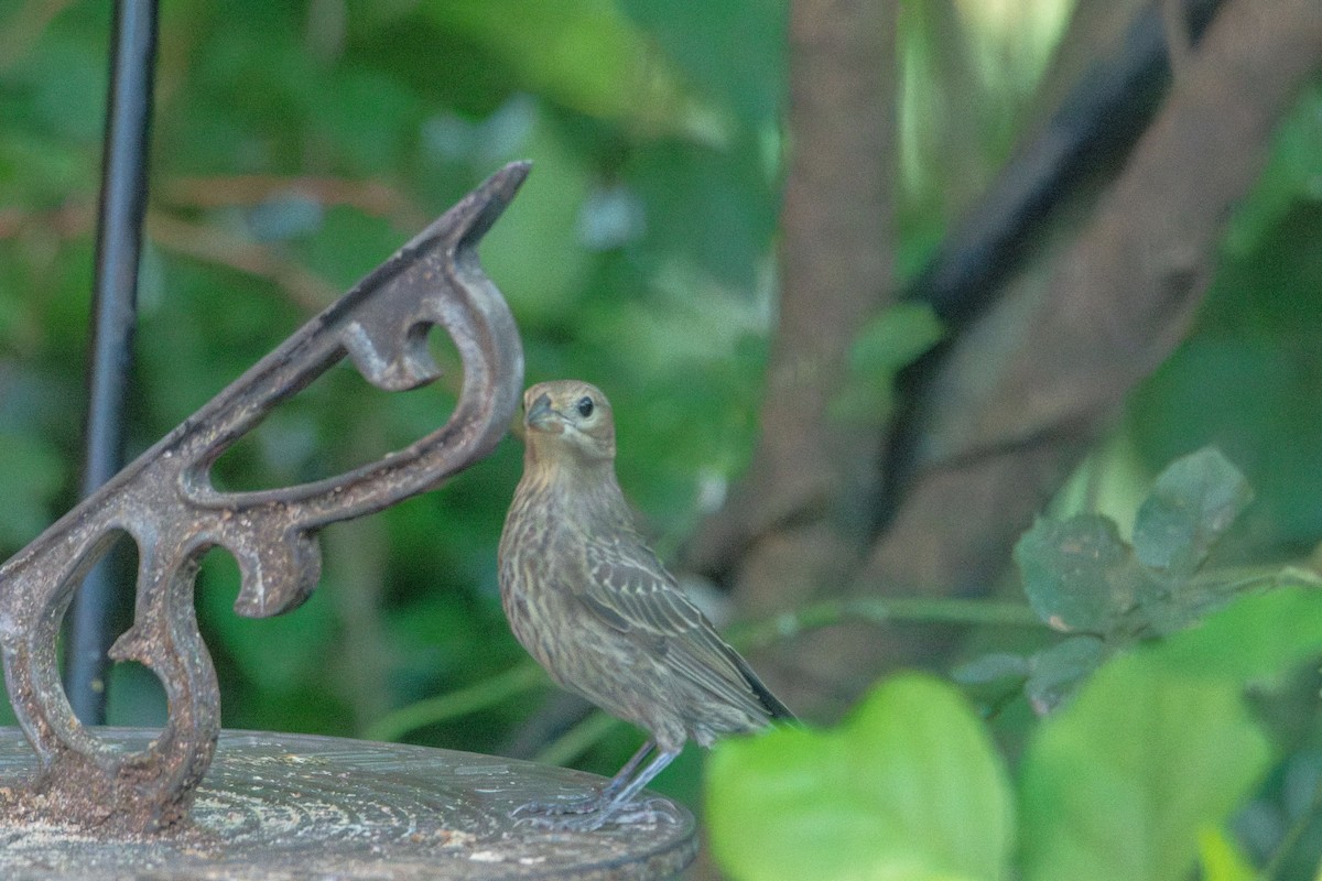 Brown-headed Cowbird - ML639043528