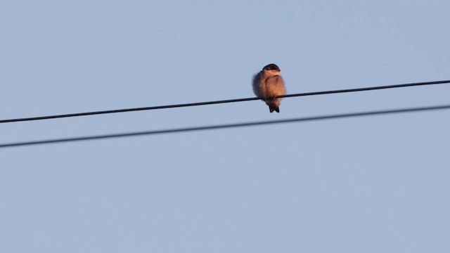 Violet-green Swallow - ML639043532