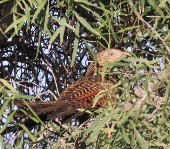 Pheasant Coucal - ML639043624