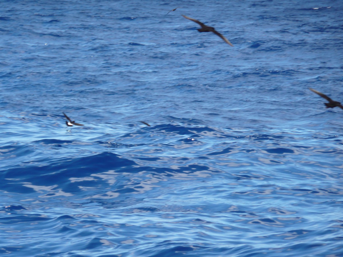 White-bellied Storm-Petrel - ML639043666