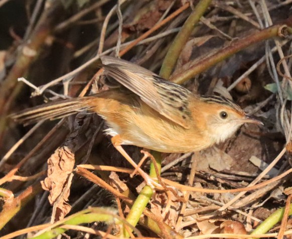 Golden-headed Cisticola - ML639043675