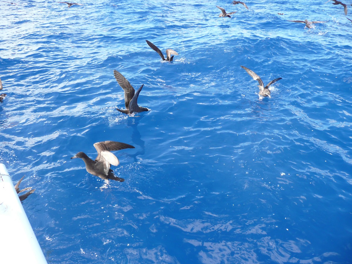 Flesh-footed Shearwater - ML639043682