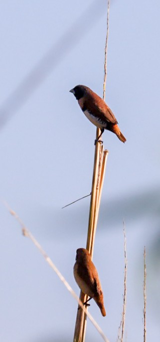 Chestnut-breasted Munia - ML639043694