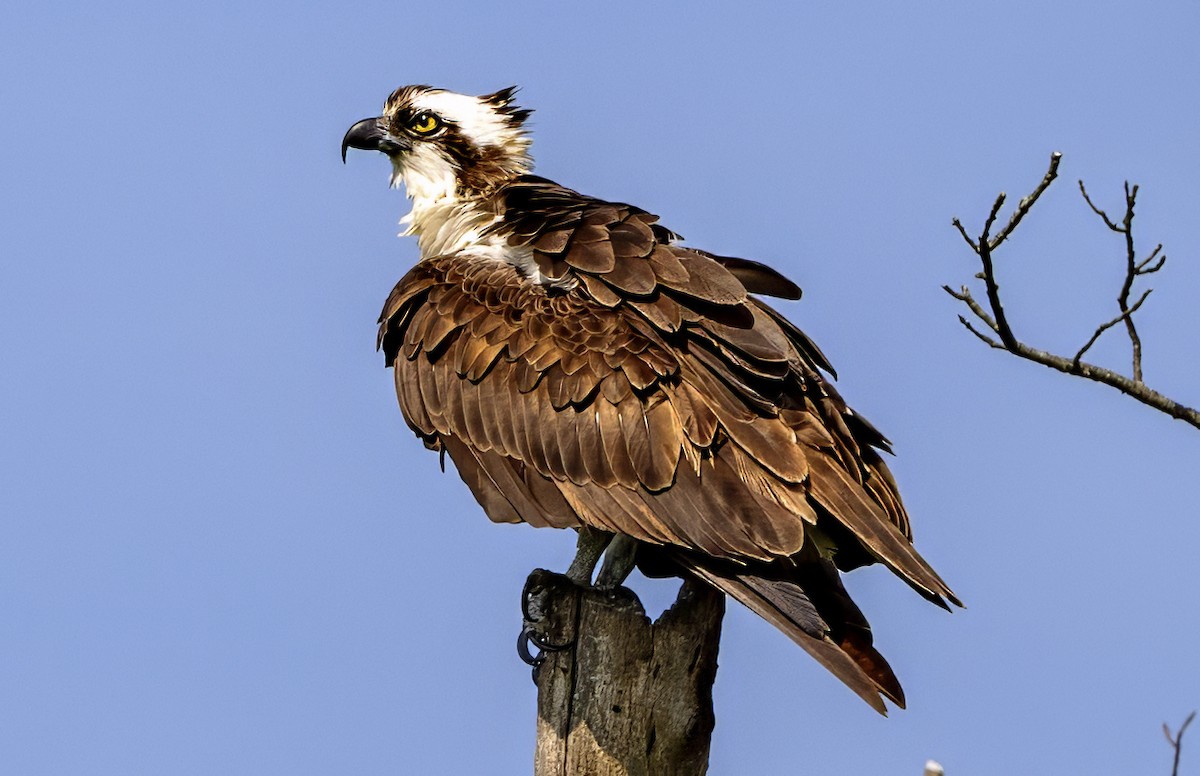 Osprey - ML639043703