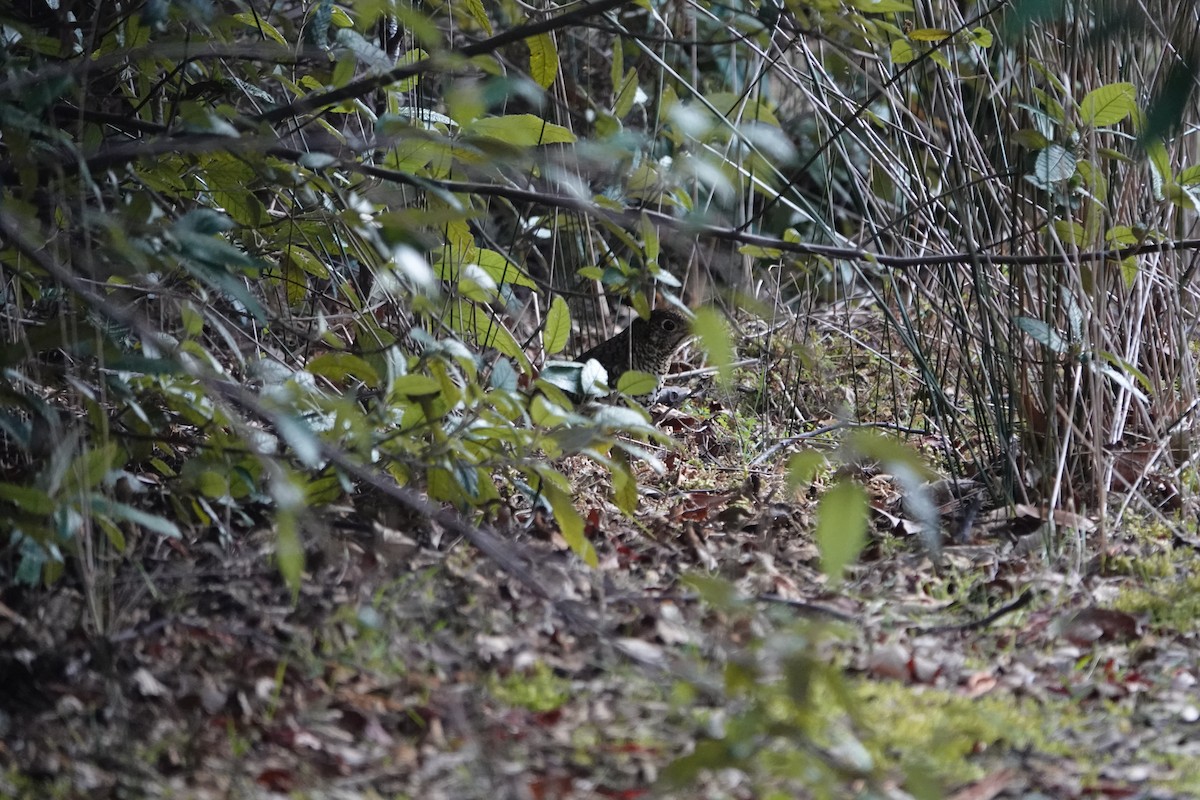 Bassian Thrush - ML639043754