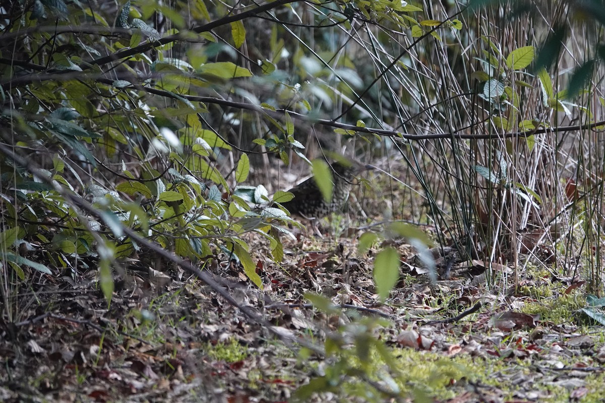 Bassian Thrush - ML639043755