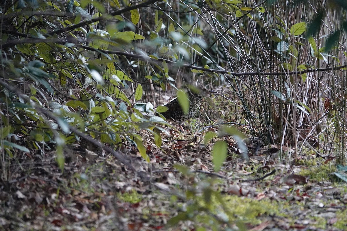 Bassian Thrush - ML639043756
