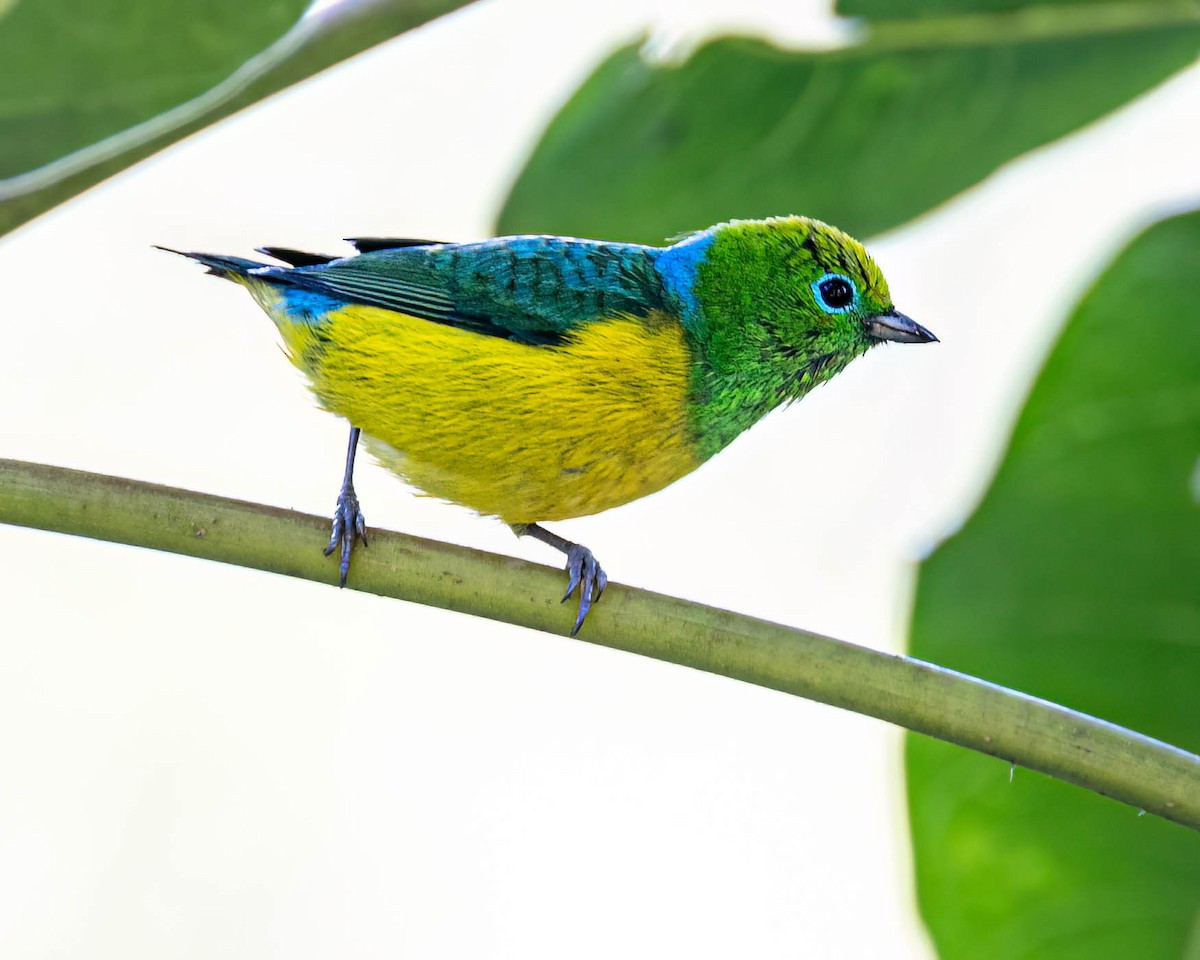 Blue-naped Chlorophonia - ML639043757