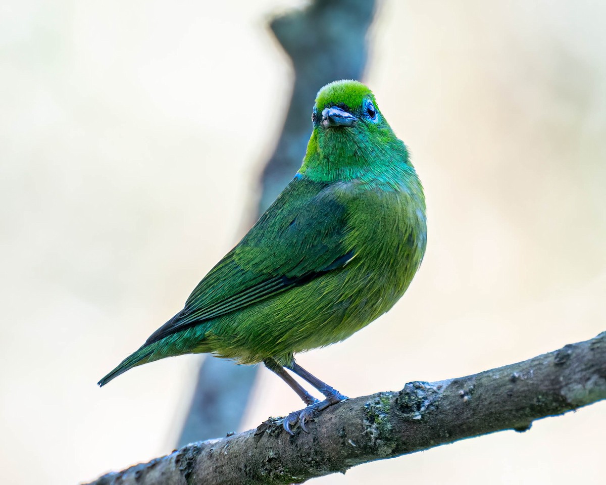 Blue-naped Chlorophonia - ML639043766