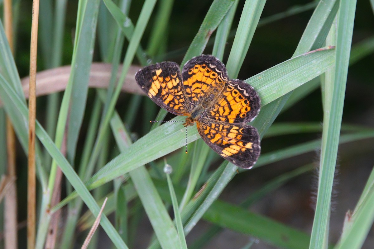 Pearl Crescent - ML639043770