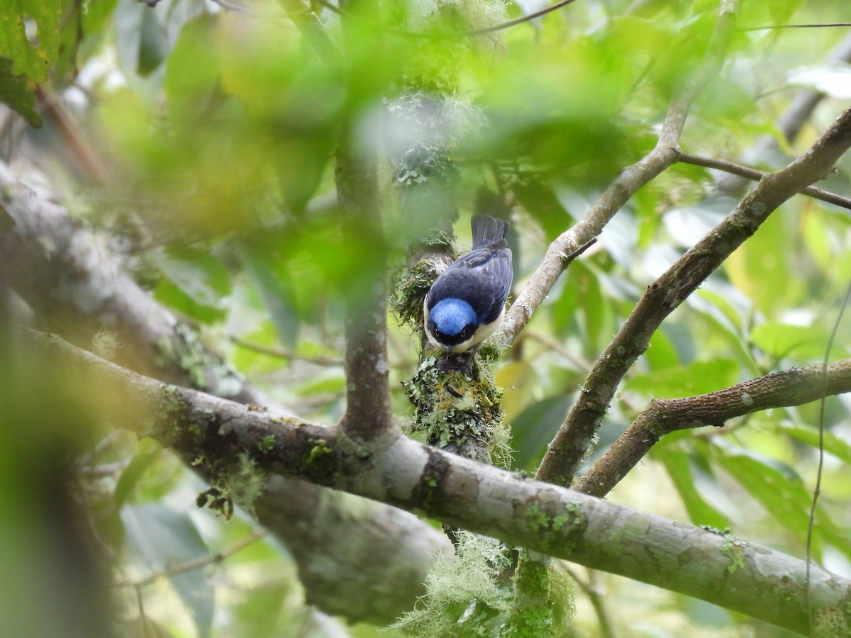 Fawn-breasted Tanager - ML639043772