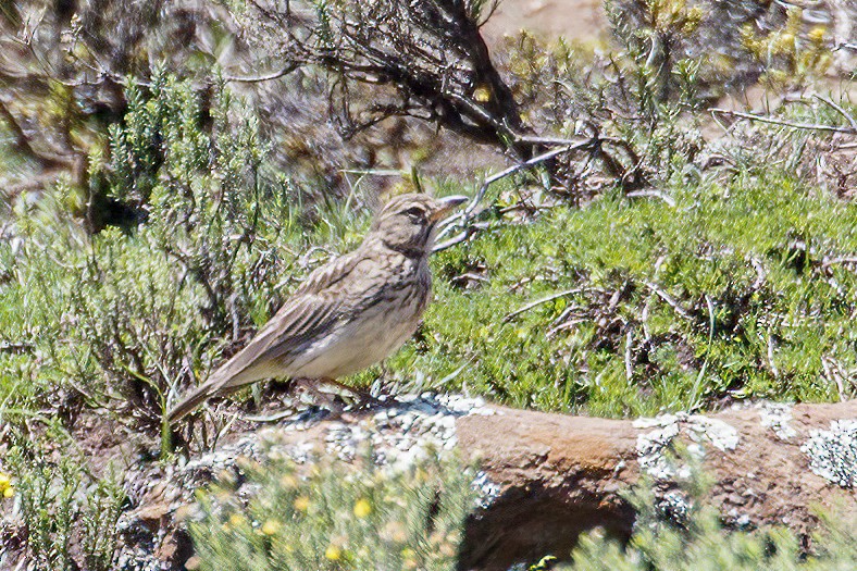 Large-billed Lark - ML639043776