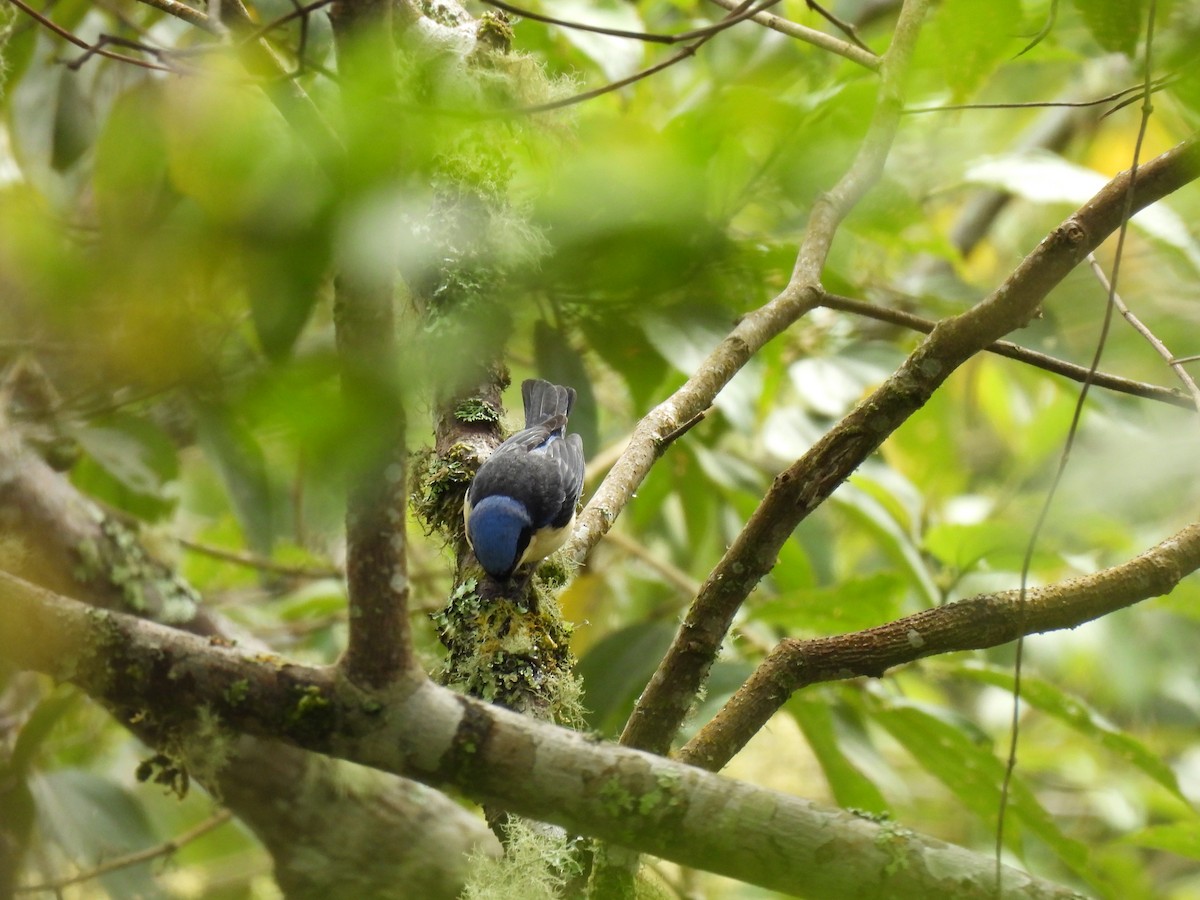 Fawn-breasted Tanager - ML639043779