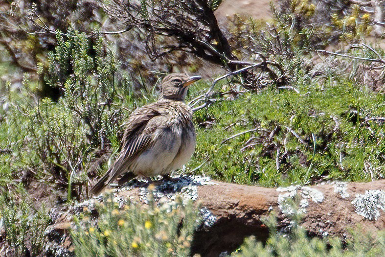 Large-billed Lark - ML639043780